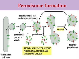 Peroxisome formation
 