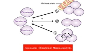 Peroxisome Interaction in Mammalian Cells
 