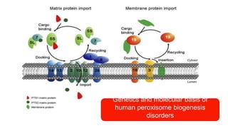 Genetics and molecular basis of
human peroxisome biogenesis
disorders
 