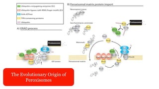 The Evolutionary Origin of
Peroxisomes
 
