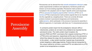 Peroxisome
Assembly
Peroxisomes can be derived from the smooth endoplasmic reticulum under
certain experimental conditions and replicate by membrane growth and
division out of pre-existing organelles. Peroxisome matrix proteins are
translated in the cytoplasm prior to import. Specific amino acid sequences
(PTS or peroxisomal targeting signal) at the C-terminus (PTS1) or N-
terminus (PTS2) of peroxisomal matrix proteins signals them to be imported
into the organelle by a targeting factor. There are currently 36 known
proteins involved in peroxisome biogenesis and maintenance,
called peroxins, which participate in the process of peroxisome assembly in
different organisms. In mammalian cells there are 13 characterized peroxins.
In contrast to protein import into the endoplasmic reticulum (ER) or
mitochondria, proteins do not need to be unfolded to be imported into the
peroxisome lumen. The matrix protein import receptors, the
peroxins PEX5 and PEX7, accompany their cargoes (containing a PTS1 or
a PTS2 amino acid sequence, respectively) all the way to the peroxisome
where they release the cargo into the peroxisomal matrix and then return
to the cytosol – a step named recycling. A special way of peroxisomal
protein targeting is called piggy backing. Proteins that are transported by
this unique method do not have a canonical PTS, but rather bind on a PTS
protein to be transported as a complex.
 