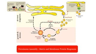 Peroxisome Assembly : Matrix and Membrane Protein Biogenesis
 