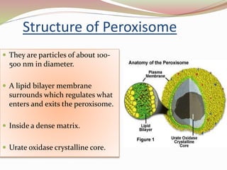 Structure of Peroxisome
 They are particles of about 100-
500 nm in diameter.
 A lipid bilayer membrane
surrounds which regulates what
enters and exits the peroxisome.
 Inside a dense matrix.
 Urate oxidase crystalline core.
 
