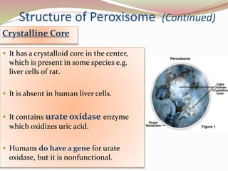 Structure of Peroxisome (Continued)
 It has a crystalloid core in the center,
which is present in some species e.g.
liver cells of rat.
 It is absent in human liver cells.
 It contains urate oxidase enzyme
which oxidizes uric acid.
 Humans do have a gene for urate
oxidase, but it is nonfunctional.
Crystalline Core
 