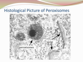 Preroxisomes Peroxisomes | PPTX
