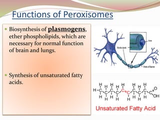 Functions of Peroxisomes
 Biosynthesis of plasmogens,
ether phospholipids, which are
necessary for normal function
of brain and lungs.
 Synthesis of unsaturated fatty
acids.
 