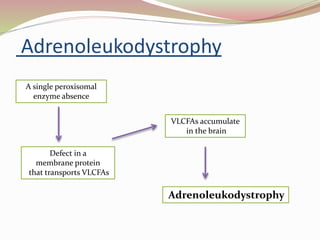 Adrenoleukodystrophy
A single peroxisomal
enzyme absence
Defect in a
membrane protein
that transports VLCFAs
VLCFAs accumulate
in the brain
Adrenoleukodystrophy
 