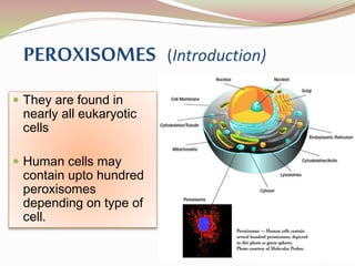 PEROXISOMES (Introduction)
 They are found in
nearly all eukaryotic
cells
 Human cells may
contain upto hundred
peroxisomes
depending on type of
cell.
 