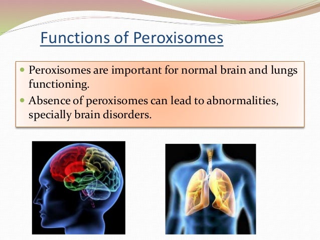 Peroxisomes