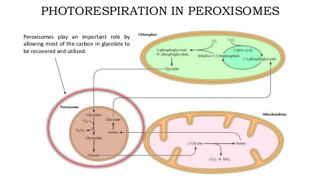 Peroxisomes
