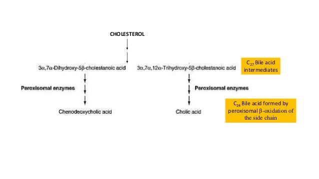 Peroxisomes