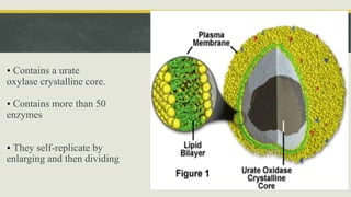 • Contains a urate
oxylase crystalline core.
• Contains more than 50
enzymes
• They self-replicate by
enlarging and then dividing
 