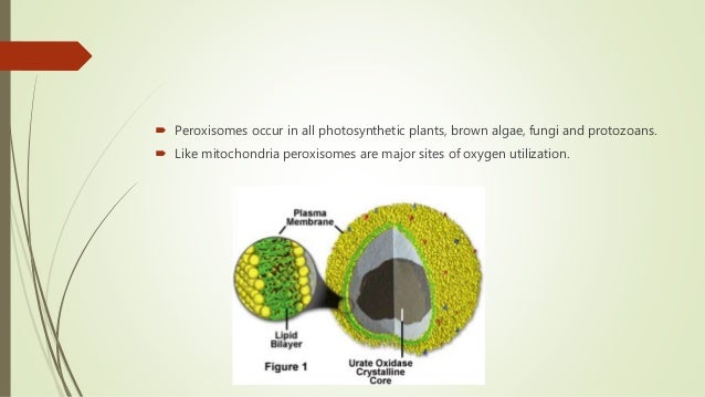 Cell Biology; Peroxisomes; Functions and Formation