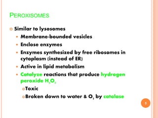 PEROXISOMES
 Similar to lysosomes
 Membrane-bounded vesicles
 Enclose enzymes
 Enzymes synthesized by free ribosomes in
cytoplasm (instead of ER)
 Active in lipid metabolism
 Catalyze reactions that produce hydrogen
peroxide H2O2
Toxic
Broken down to water & O2 by catalase
5
 