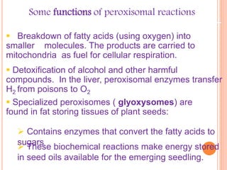  Specialized peroxisomes ( glyoxysomes) are
found in fat storing tissues of plant seeds:
Some functions of peroxisomal reactions
 Breakdown of fatty acids (using oxygen) into
smaller molecules. The products are carried to
mitochondria as fuel for cellular respiration.
 Detoxification of alcohol and other harmful
compounds. In the liver, peroxisomal enzymes transfer
H2 from poisons to O2
 Contains enzymes that convert the fatty acids to
sugars
 These biochemical reactions make energy stored
in seed oils available for the emerging seedling.
 