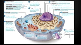 Perixomas Peroxisomes | PPTX