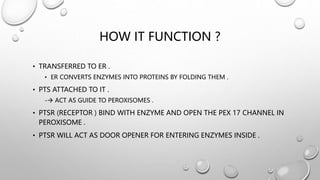 HOW IT FUNCTION ?
• TRANSFERRED TO ER .
• ER CONVERTS ENZYMES INTO PROTEINS BY FOLDING THEM .
• PTS ATTACHED TO IT .
- ACT AS GUIDE TO PEROXISOMES .
• PTSR (RECEPTOR ) BIND WITH ENZYME AND OPEN THE PEX 17 CHANNEL IN
PEROXISOME .
• PTSR WILL ACT AS DOOR OPENER FOR ENTERING ENZYMES INSIDE .
 