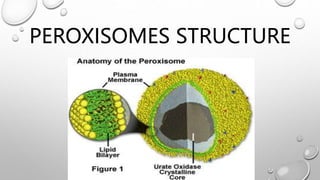PEROXISOMES STRUCTURE
 