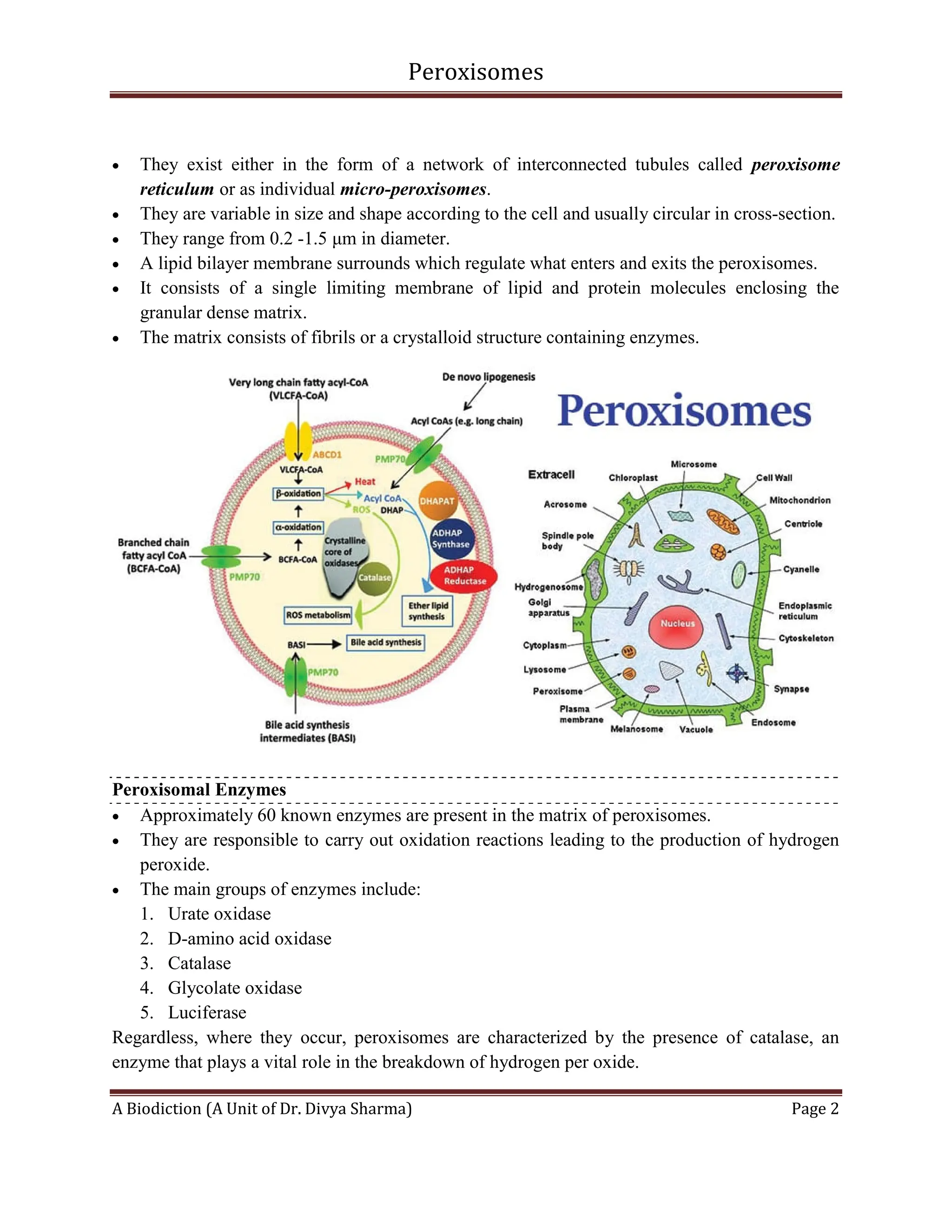Peroxisomes
A Biodiction (A Unit of Dr. Divya Sharma) Page 2
 They exist either in the form of a network of interconnected tubules called peroxisome
reticulum or as individual micro-peroxisomes.
 They are variable in size and shape according to the cell and usually circular in cross-section.
 They range from 0.2 -1.5 μm in diameter.
 A lipid bilayer membrane surrounds which regulate what enters and exits the peroxisomes.
 It consists of a single limiting membrane of lipid and protein molecules enclosing the
granular dense matrix.
 The matrix consists of fibrils or a crystalloid structure containing enzymes.
Peroxisomal Enzymes
 Approximately 60 known enzymes are present in the matrix of peroxisomes.
 They are responsible to carry out oxidation reactions leading to the production of hydrogen
peroxide.
 The main groups of enzymes include:
1. Urate oxidase
2. D-amino acid oxidase
3. Catalase
4. Glycolate oxidase
5. Luciferase
Regardless, where they occur, peroxisomes are characterized by the presence of catalase, an
enzyme that plays a vital role in the breakdown of hydrogen per oxide.
 