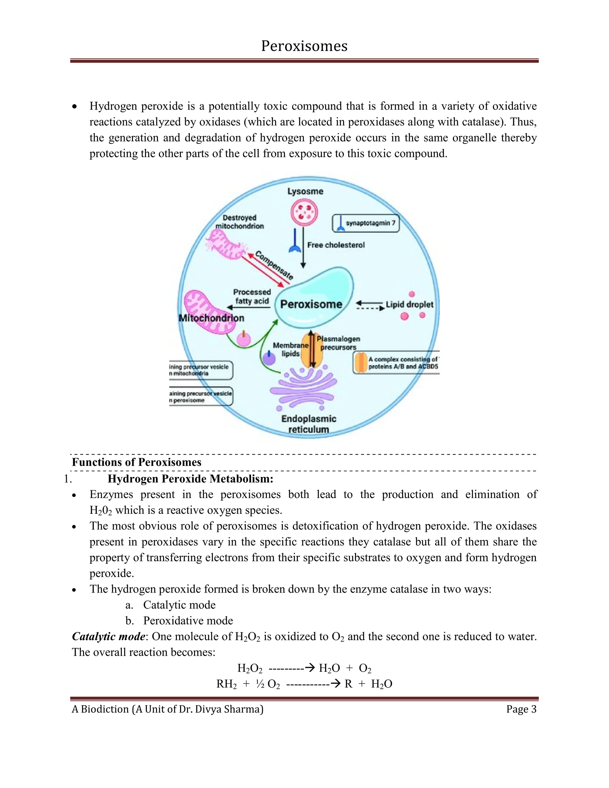 Peroxisomes
A Biodiction (A Unit of Dr. Divya Sharma) Page 3
 Hydrogen peroxide is a potentially toxic compound that is formed in a variety of oxidative
reactions catalyzed by oxidases (which are located in peroxidases along with catalase). Thus,
the generation and degradation of hydrogen peroxide occurs in the same organelle thereby
protecting the other parts of the cell from exposure to this toxic compound.
Functions of Peroxisomes
1. Hydrogen Peroxide Metabolism:
 Enzymes present in the peroxisomes both lead to the production and elimination of
H202 which is a reactive oxygen species.
 The most obvious role of peroxisomes is detoxification of hydrogen peroxide. The oxidases
present in peroxidases vary in the specific reactions they catalase but all of them share the
property of transferring electrons from their specific substrates to oxygen and form hydrogen
peroxide.
 The hydrogen peroxide formed is broken down by the enzyme catalase in two ways:
a. Catalytic mode
b. Peroxidative mode
Catalytic mode: One molecule of H2O2 is oxidized to O2 and the second one is reduced to water.
The overall reaction becomes:
H2O2 --------- H2O + O2
RH2 + ½ O2 ----------- R + H2O
 