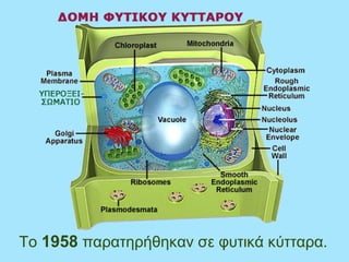 Το 1958 παρατηρήθηκαν σε φυτικά κύτταρα.
 