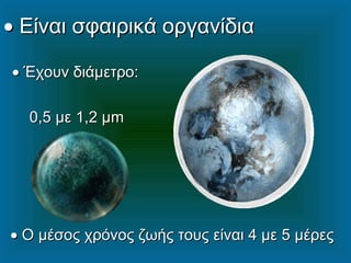 • Είναι σφαιρικά οργανίδια

• Έχουν διάμετρο:

  0,5 με 1,2 μm




• Ο μέσος χρόνος ζωής τους είναι 4 με 5 μέρες
 