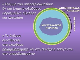 • Ένζυμα του υπεροξεισωματίου:
D- και L-αμινο-οξειδάσες         ΔΙΠΛΗ ΣΤΙΒΑΔΑ
                                      ΛΙΠΙΔΙΩΝ
υδροξυόξινη οξειδάση
και καταλάση




                                             ΜΕΜΒΡΑΝΗ
                       ΚΡΥΣΤΑΛΛΙΚΟΣ
                         ΠΥΡΗΝΑΣ


• Τα ένζυμα
συντίθενται
στα ελεύθερα
πολυριβοσώματα και στη συνέχεια εισάγονται
στο υπεροξεισωμάτιο
 