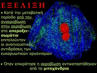 ΕΞΕΛΙΞΗ
• Κατά την μεταβατική
περίοδο από την
αναεροβίωση
στην αεροβίωση
στα υπεροξει-
σωμάτια
επιτελούνταν
οι αναπνευστικές
αντιδράσεις των
ευκαρυωτικών οργανισμών

• Όταν επικράτησε η αεροβίωση αντικαταστάθηκαν
              από τα μιτοχόνδρια
 