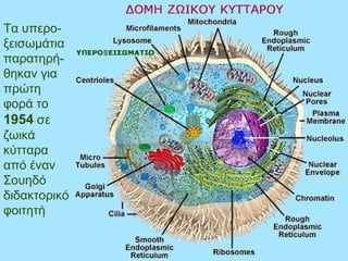 Τα υπερο-
ξεισωμάτια
παρατηρή-
θηκαν για
πρώτη
φορά το
1954 σε
ζωικά
κύτταρα
από έναν
Σουηδό
διδακτορικό
φοιτητή
 