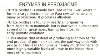ENZYMES IN PEROXISOME
Urate oxidase is mainly localized in the liver, where it
forms a large electron-dense Para crystalline core in
many peroxisome. It produces allantoin.
Urate oxidase is found in nearly all organisms,
from bacteria to mammals but is inactive in humans and
several other great apes, having been lost in
early primate evolution.
This means that instead of producing allantoin as the
end product of purine oxidation, the pathway ends with
uric acid. This leads to humans having much higher and
more highly variable levels of urate in the blood than
most other mammals.
 