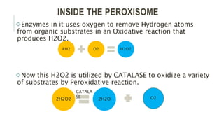 INSIDE THE PEROXISOME
Enzymes in it uses oxygen to remove Hydrogen atoms
from organic substrates in an Oxidative reaction that
produces H2O2.
Now this H2O2 is utilized by CATALASE to oxidize a variety
of substrates by Peroxidative reaction.
RH2 O2 H2O2
2H2O2 2H2O O2
CATALA
SE
 