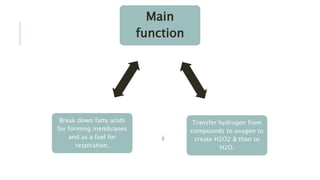 Main
function
Transfer hydrogen from
compounds to oxygen to
create H2O2 & then to
H2O.
Break down fatty acids
for forming membranes
and as a fuel for
respiration.
 