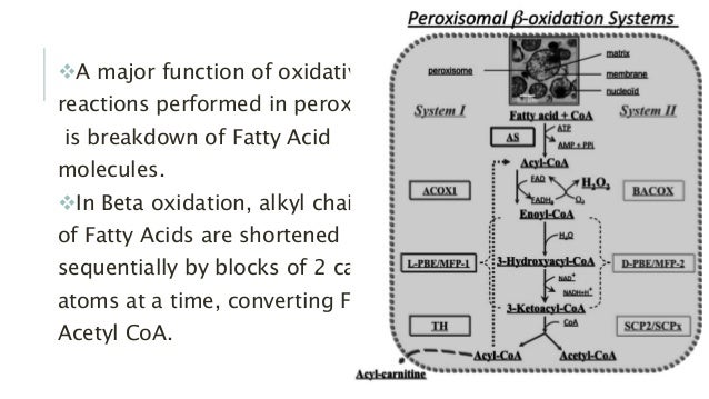 Peroxisomes
