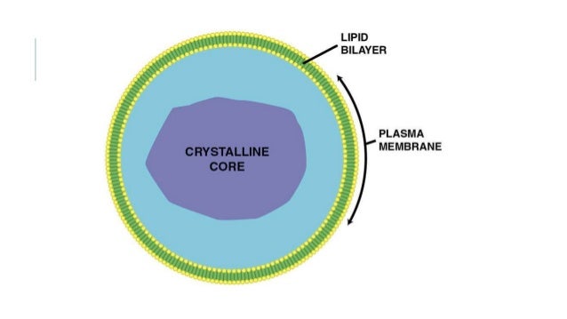 Peroxisomes