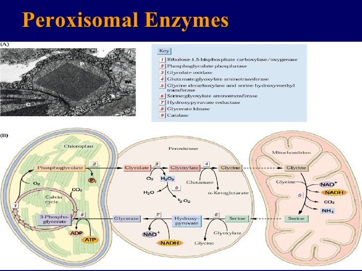 Peroxisomes in dermatology