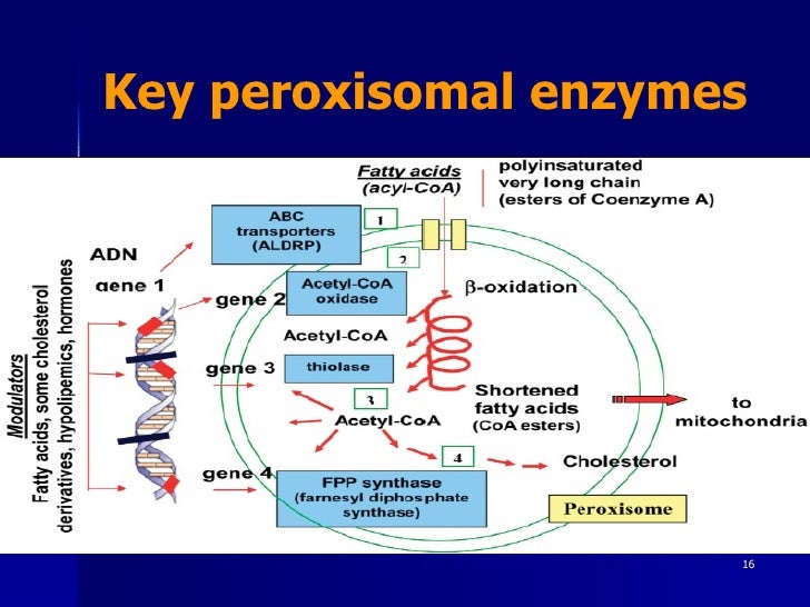 Peroxisomes in dermatology.ppt