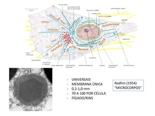 - UNIVERSAIS 
- MEMBRANA ÚNICA 
- 0,2-1,0 mm 
- 70 A 100 POR CÉLULA 
- FÍGADO/RINS 
Rodhin (1954) 
“MICROCORPOS” 
 