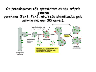 Os peroxissomas não apresentam os seu próprio genoma peroxinas (Pex1, Pex2, etc.) são sintetizadas pelo genoma nuclear (85 genes).  