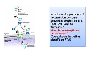 A maioria das peroxinas é 
reconhecida por uma 
sequência simples de a.a. 
(Ser-Lys-Leu) no 
terminal-C 
sinal de localização no 
peroxissoma 1 
(“peroxisome targeting 
signal”) ou PTS1. 
 