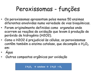 Peroxissomas - funções 
•Os peroxissomas apresentam pelos menos 50 enzimas diferentes envolvidas numa variedade de vias bioquímicas. 
•Foram originalmente definidos como organelas onde ocorrem as reações de oxidação que levam à produção de peróxido de hidrogénio (H2O2). 
•Como o H2O2 é prejudicial às células, os peroxissomas contêm também a enzima catalase, que decompõe o H2O2 em: 
• Água 
• Outros compostos orgânicos por oxidação 
2 H2O2 → catalase → 2 H2O + O2  