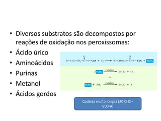 •Diversos substratos são decompostos por reações de oxidação nos peroxissomas: 
•Ácido úrico 
•Aminoácidos 
•Purinas 
•Metanol 
•Ácidos gordos 
Cadeias muito longas (20 CH2 - VLCFA) 