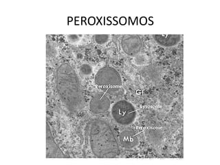 PEROXISSOMOS 
 