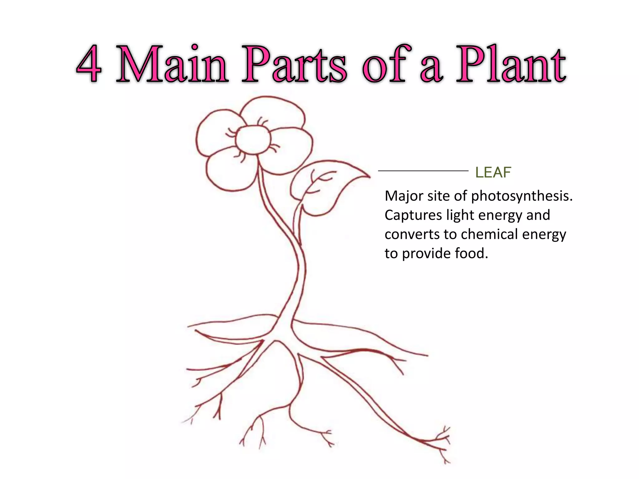 LEAF
Major site of photosynthesis.
Captures light energy and
converts to chemical energy
to provide food.
 