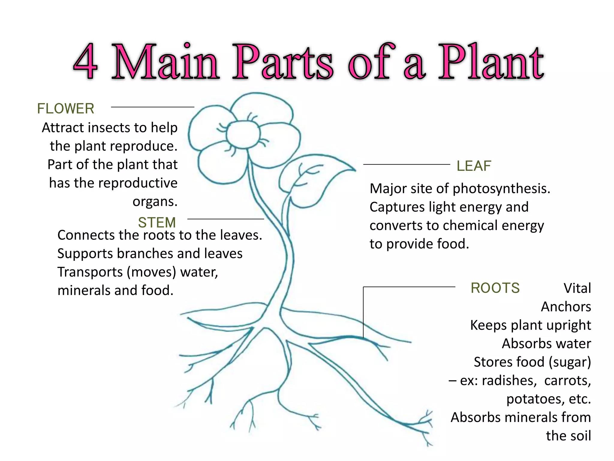 LEAF
Major site of photosynthesis.
Captures light energy and
converts to chemical energy
to provide food.
STEM
Connects the roots to the leaves.
Supports branches and leaves
Transports (moves) water,
minerals and food. ROOTS Vital
Anchors
Keeps plant upright
Absorbs water
Stores food (sugar)
– ex: radishes, carrots,
potatoes, etc.
Absorbs minerals from
the soil
FLOWER
Attract insects to help
the plant reproduce.
Part of the plant that
has the reproductive
organs.
 