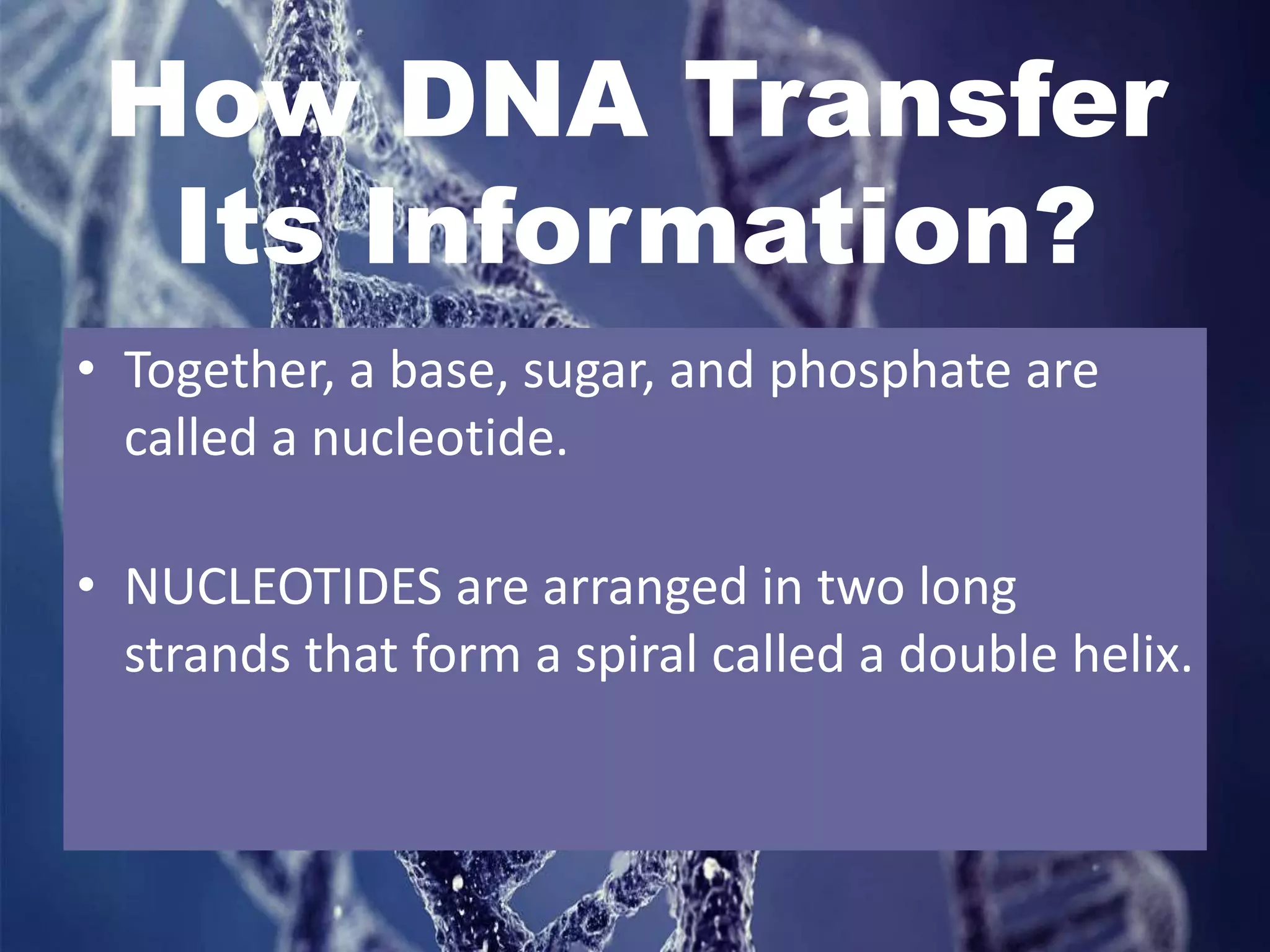 How DNA Transfer
Its Information?
• Together, a base, sugar, and phosphate are
called a nucleotide.
• NUCLEOTIDES are arranged in two long
strands that form a spiral called a double helix.
 