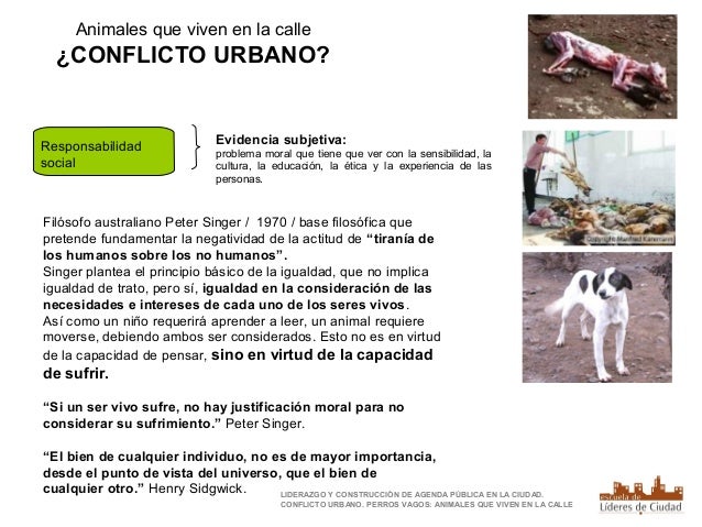 Perros callejeros