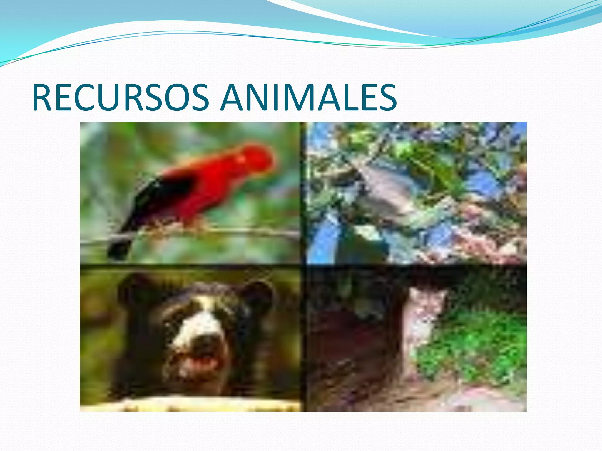 RECURSOS ANIMALES