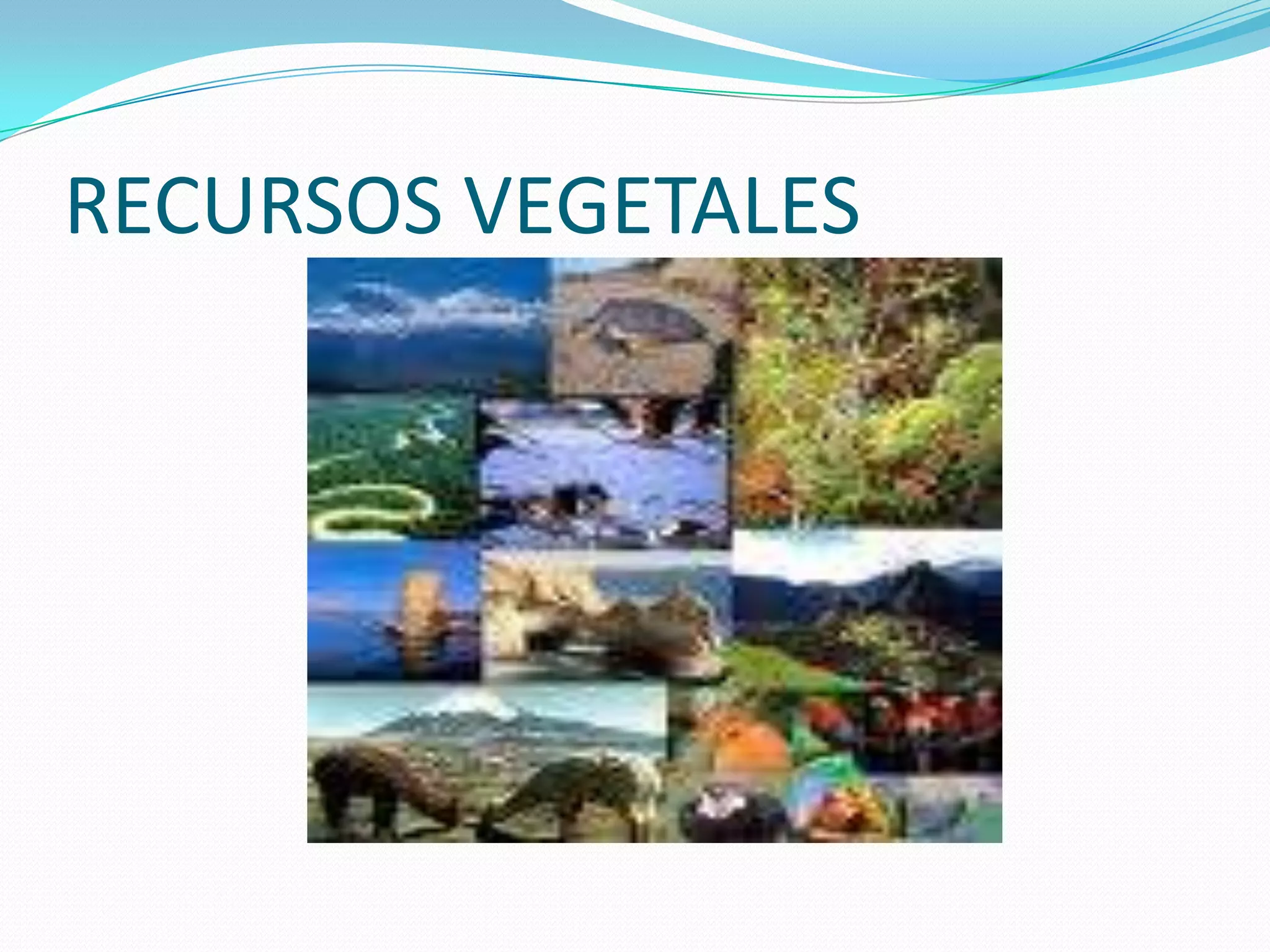 RECURSOS VEGETALES