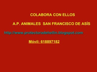 COLABORA CON ELLOS A.P. ANIMALES  SAN FRANCISCO DE ASÍS http://www.protectoradehellin.blogspot.com   Móvil: 618897182 