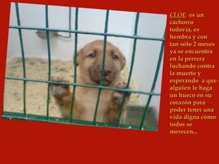 CLOE   es un cachorro todavía, es hembra y con tan sólo 2 meses ya se encuentra en la perrera luchando contra la muerte y esperando  a que alguien le haga un hueco en su corazón para poder tener una vida digna cómo todos se merecen... 